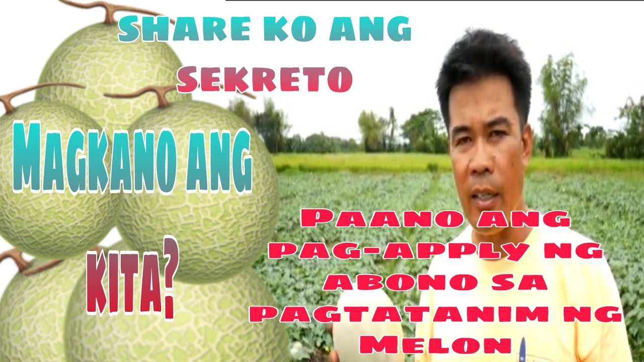 Sa pagtatanim ng melon, paano ang tamang pag- aalaga l Cultural Management