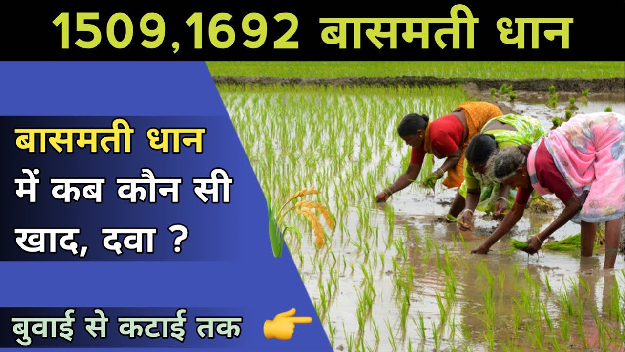 बासमती 1509, 1692 की उन्नत खेती कैसे की जाती है ? Basmati Dhan Ki Kheti | संपूर्ण जानकारी | In Hindi