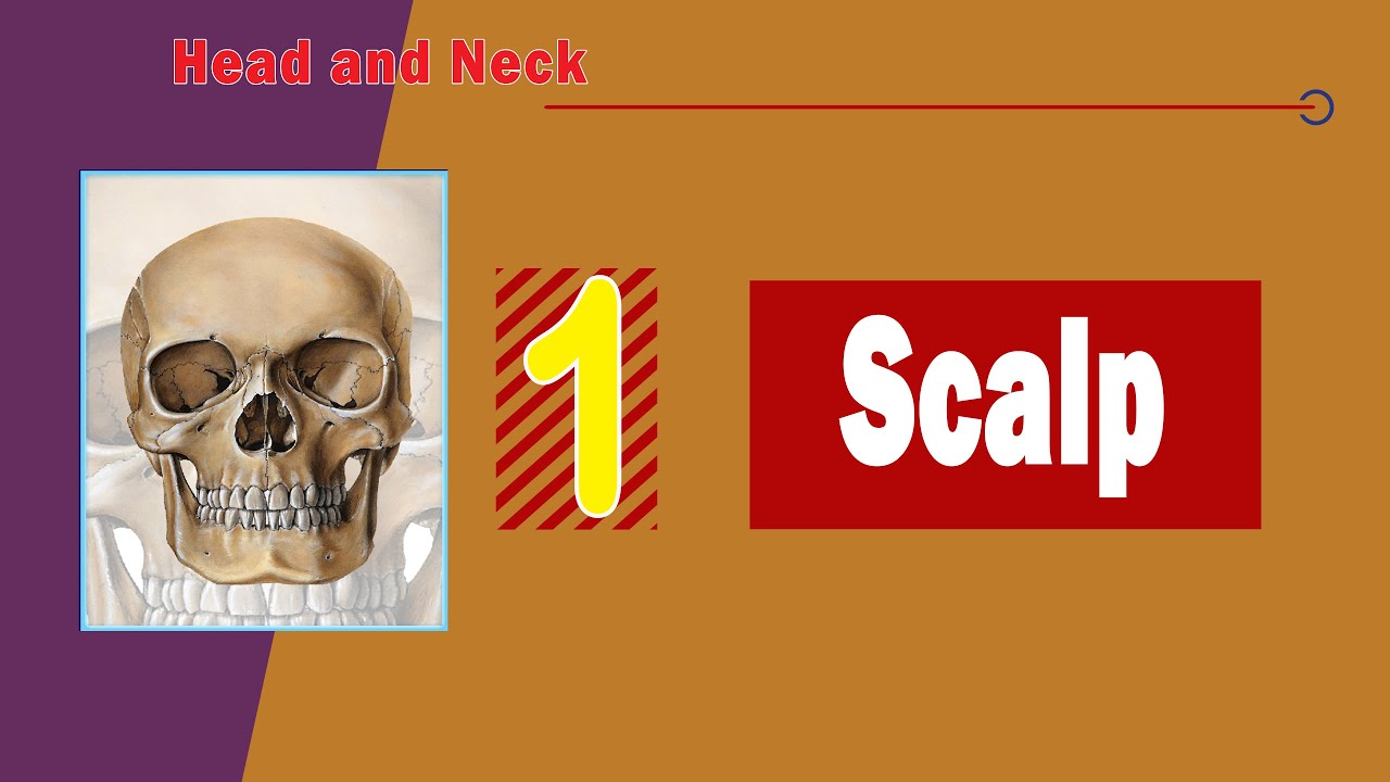 𝟎𝟏. 𝐒𝐜𝐚𝐥𝐩 (𝐋𝐚𝐲𝐞𝐫𝐬, 𝐛𝐥𝐨𝐨𝐝 𝐬𝐮𝐩𝐩𝐥𝐲, 𝐧𝐞𝐫𝐯𝐞 𝐬𝐮𝐩𝐩𝐥𝐲, 𝐚𝐧𝐝 𝐚𝐩𝐩𝐥𝐢𝐞𝐝 𝐚𝐧𝐚𝐭𝐨𝐦𝐲) 💇&zwj;♂️ (فروة الرأس)