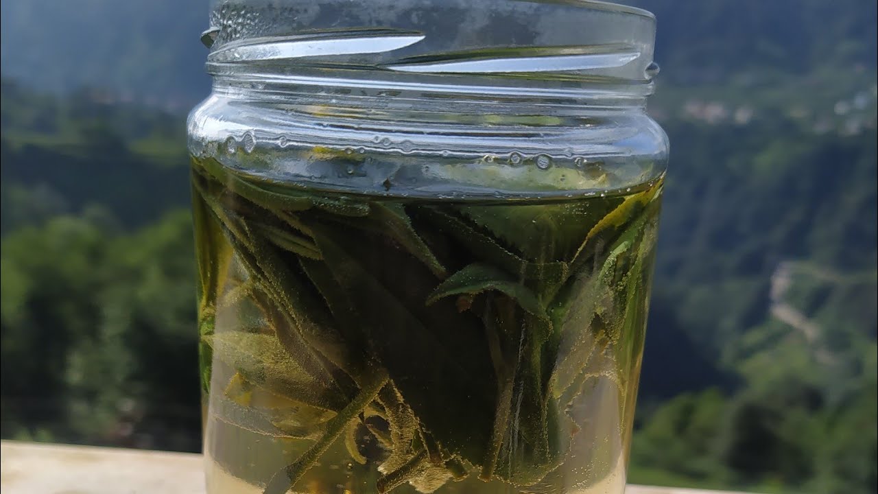 土耳其东北部，黑海茶村ugurlu简介