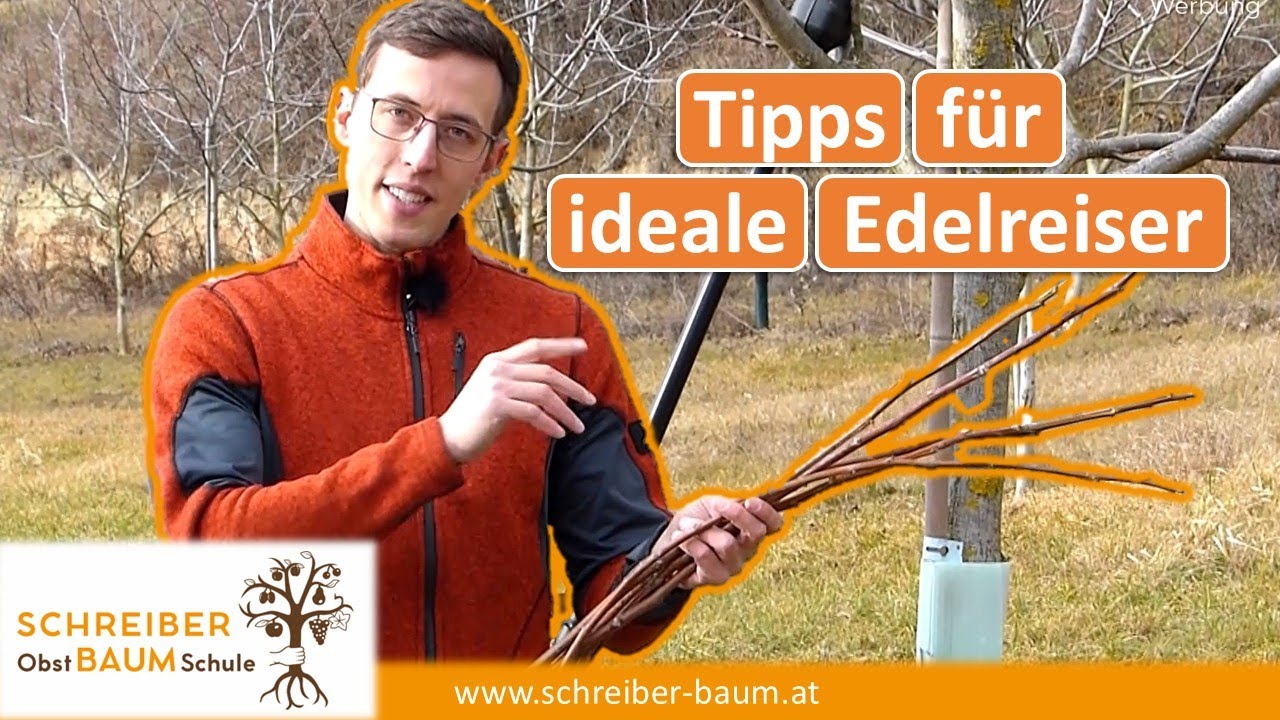 Meine besten Tipps für Edelreiser - Obstbäume vermehren - Bäume für Edelreiser schneiden