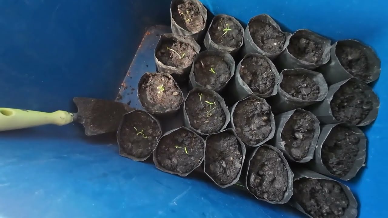 Vesikattoa saunan päälle ja uutta chiliä uimaan👍