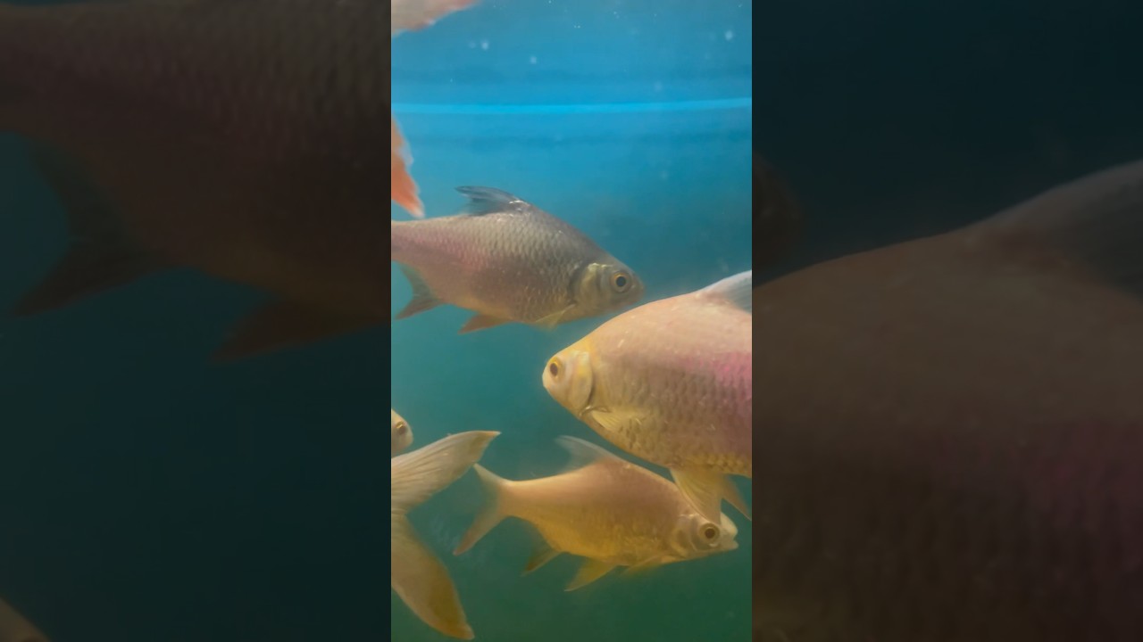 Swim free from trouble 