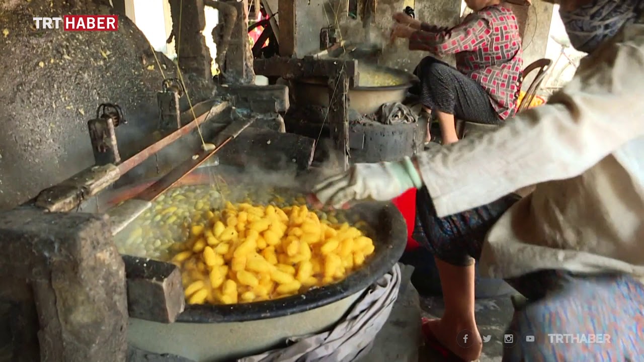 Vietnam'daki köyde geleneksel yollarla ipek böcekçiliği yapılıyor