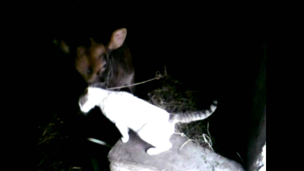 Cow Licking A Cat