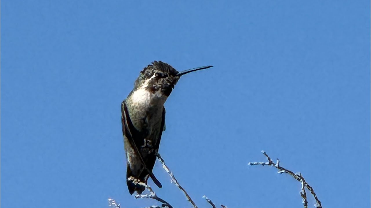 Sunday morning desert medicine 10/27/24 - writing, meditation, and watching and listening to nature