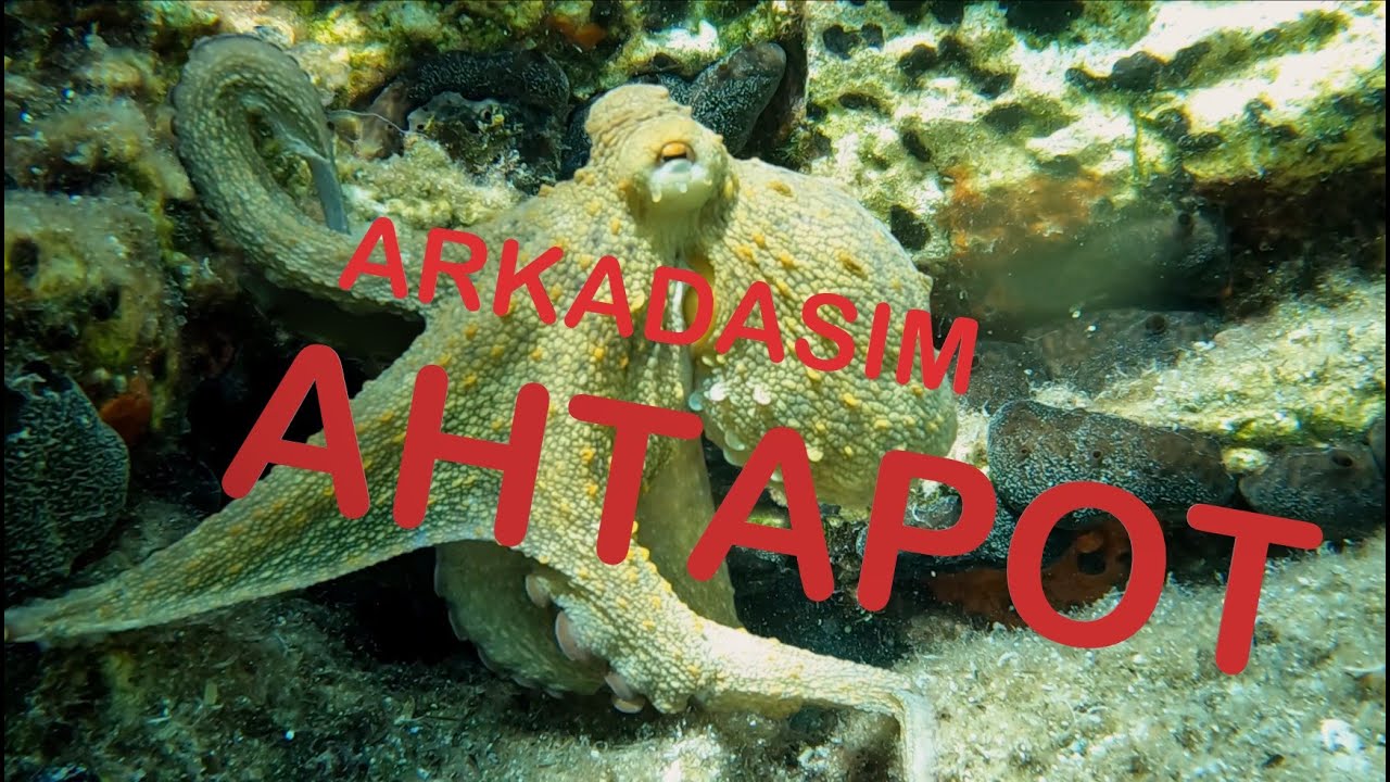 Foça Sualtı Güzellikleri ve Denizin En Muhteşem Yaratığı Ahtapot