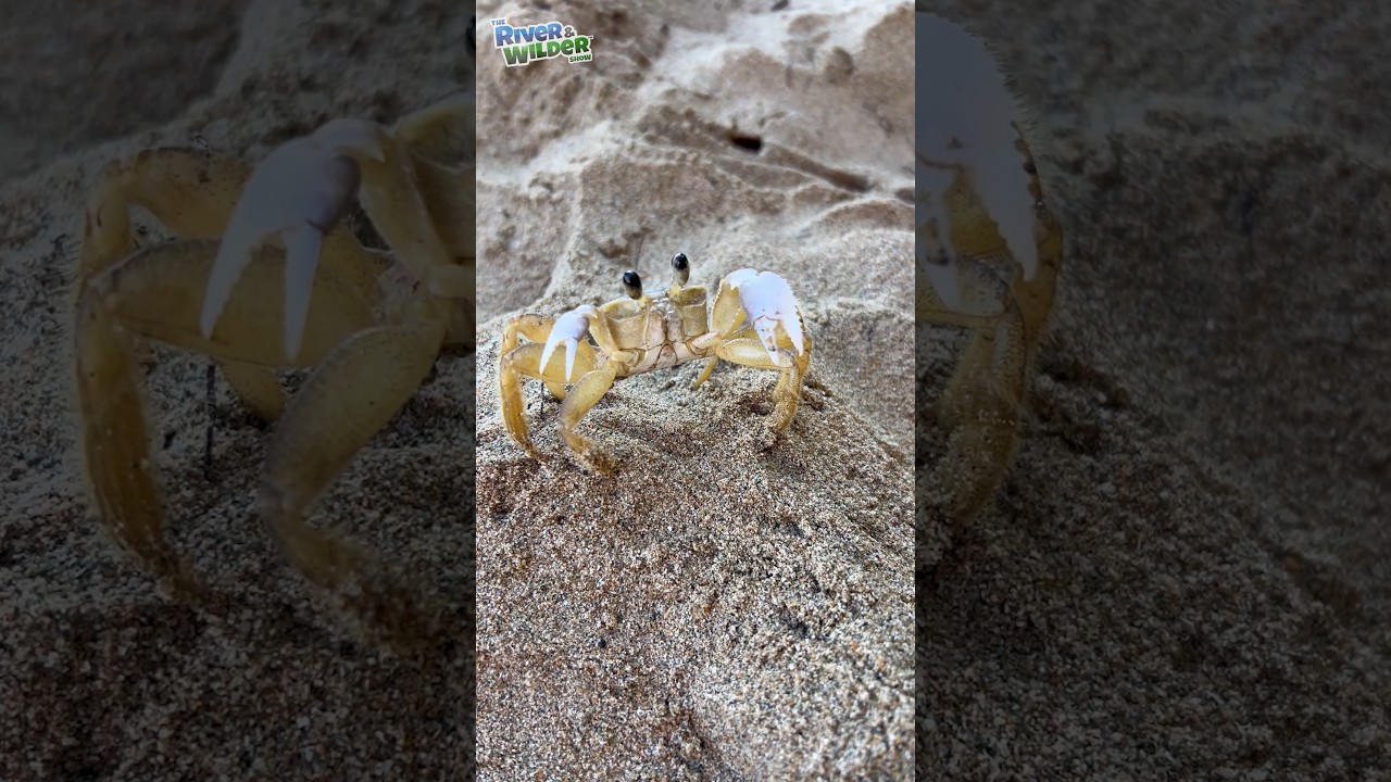 🦀 CRABBY WANTS IN! Our beach house guest?