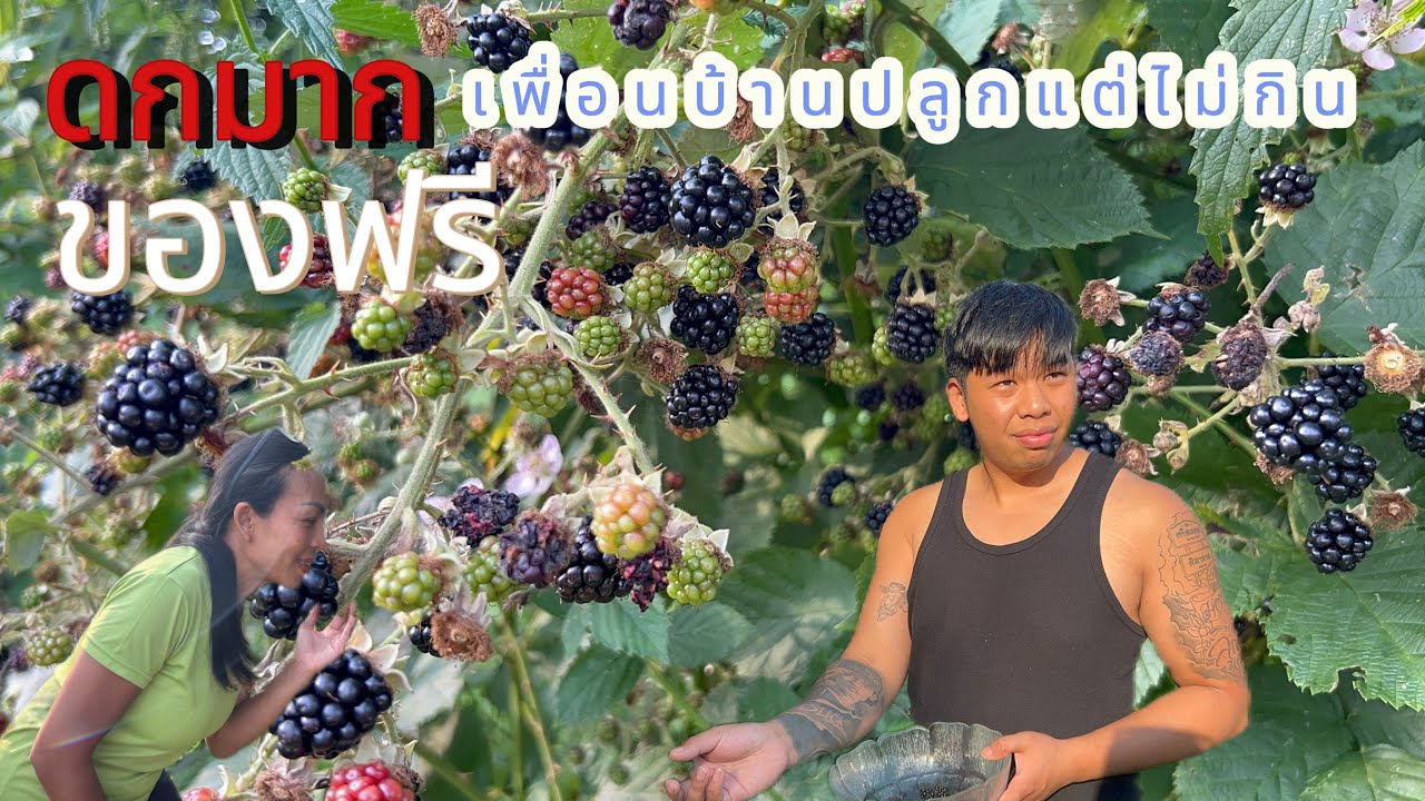 สองแม่ลูกเอาอีกแล้ว # แอบเก็บแบล็คเบอร์รี่เพื่อนบ้าน # รีวิวแอ๊ปเปิ้ลแบบดก # แต่มีปัญหาใหญ่?.16/8/25