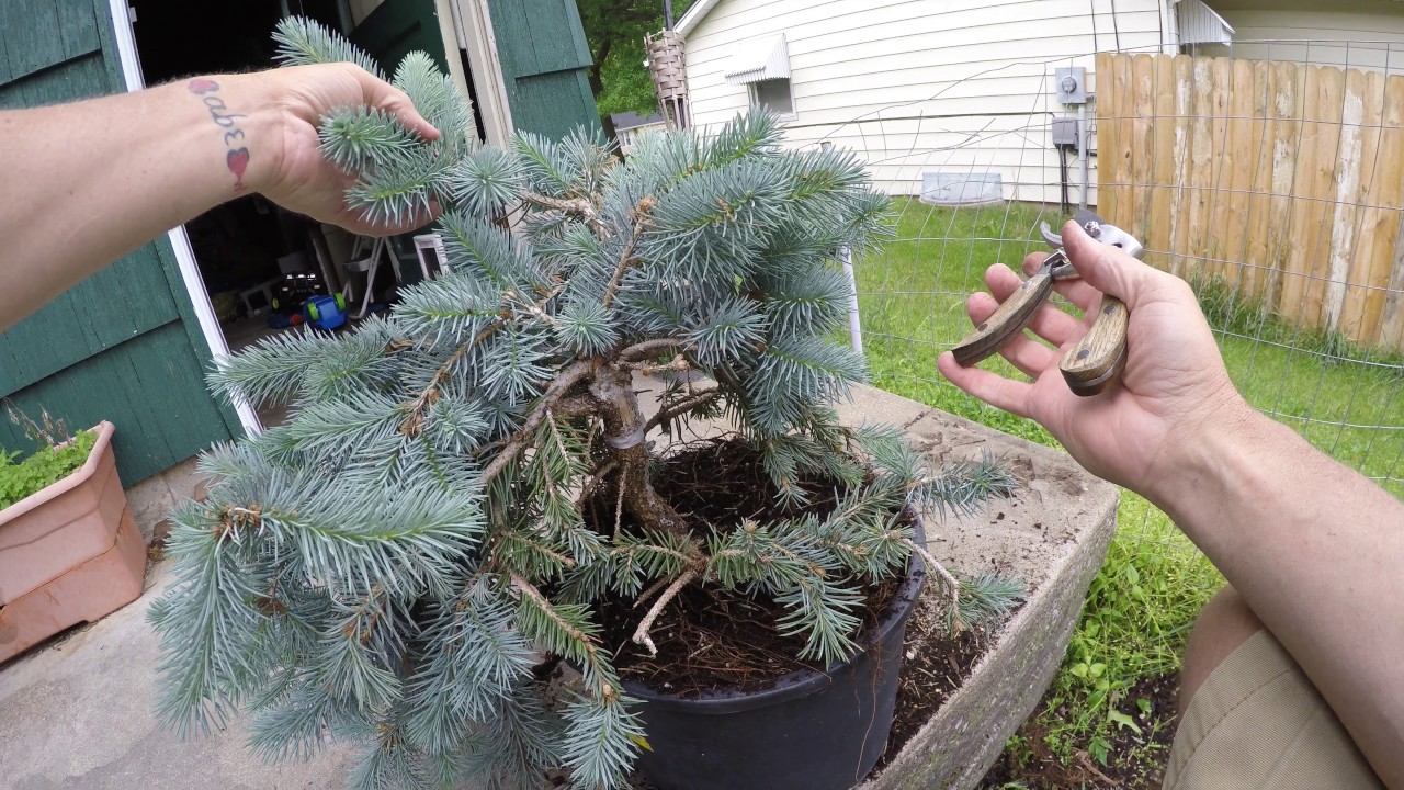 blue spruce pruning first work towards making a bonsai tree how to