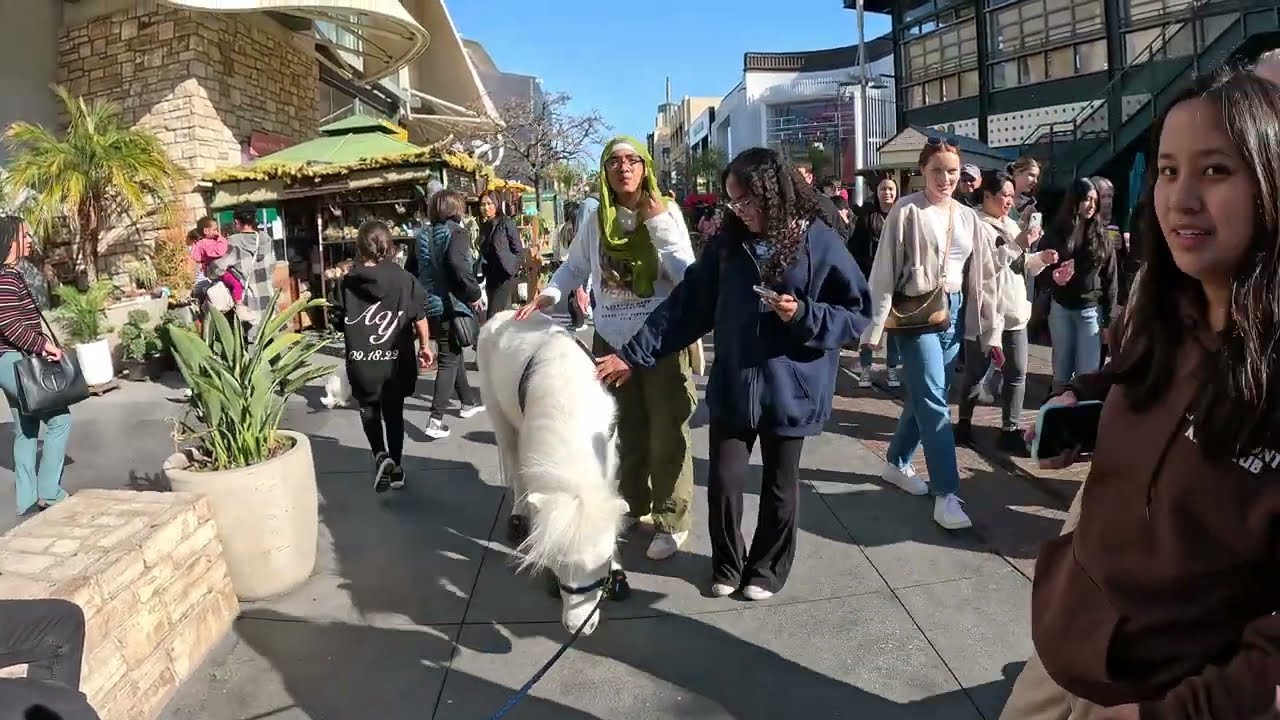 Lt. Rowdy Mini Horse Rep. VCCRR First Time With Cash 2.0 @ The Grove Farmers Market (3 of 6)
