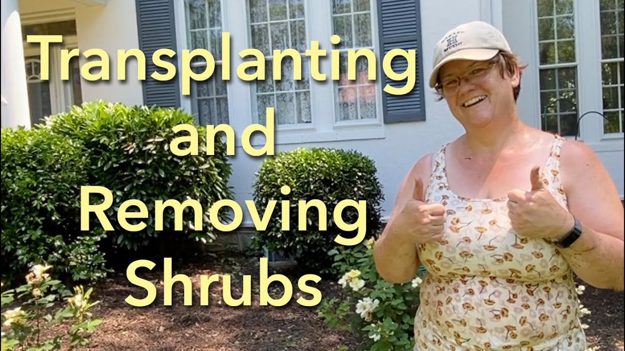 Transplanting and Removing Shrubs - 👩🏻‍🌾🌳💪🏻