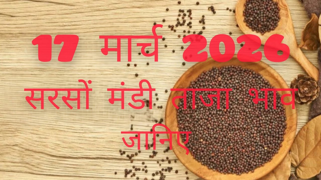 17 मार्च 2026 सरसों मंडी ताजा भाव जानिए।#sarso #sarso_mandi_bhav_today #bharatpur 