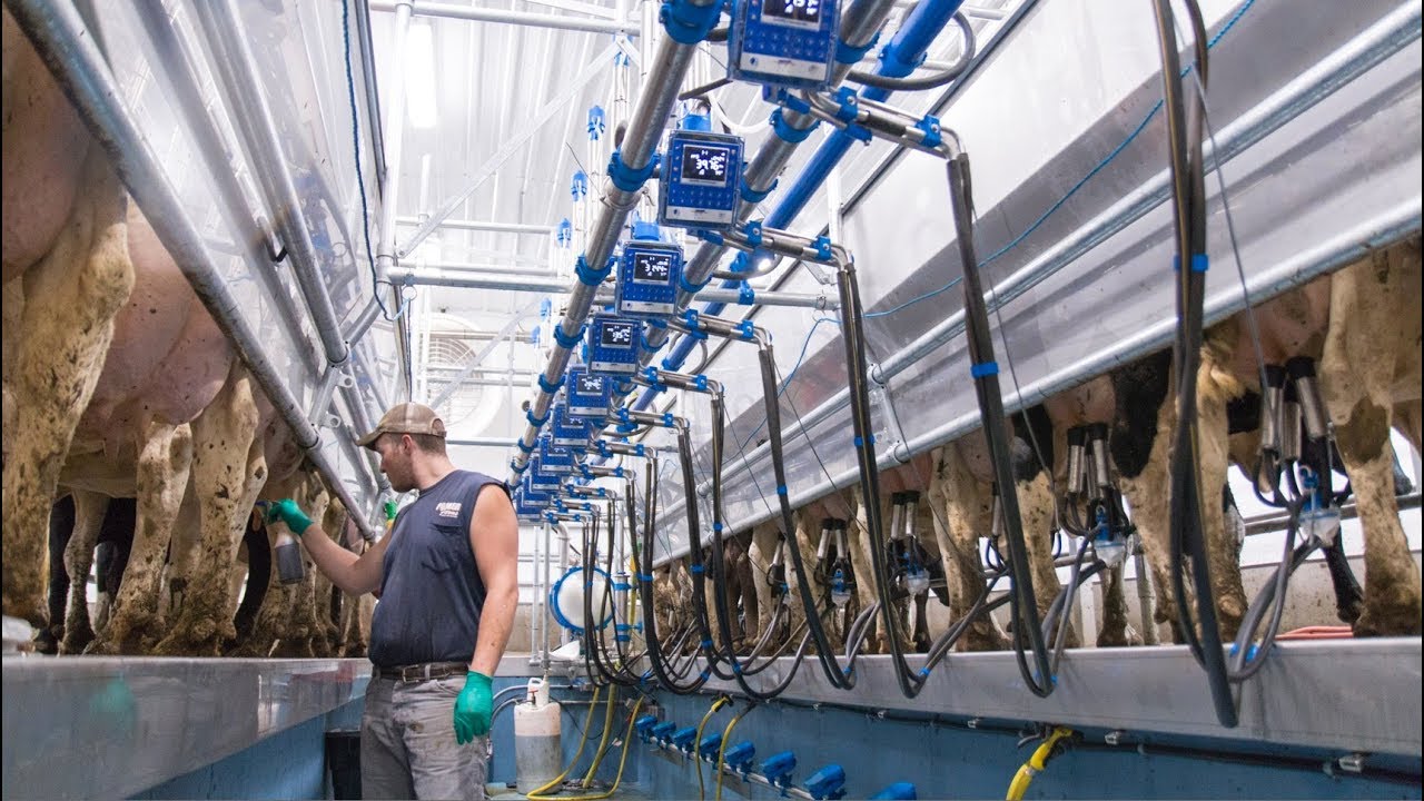 Cows giving 140 lbs of milk per day!