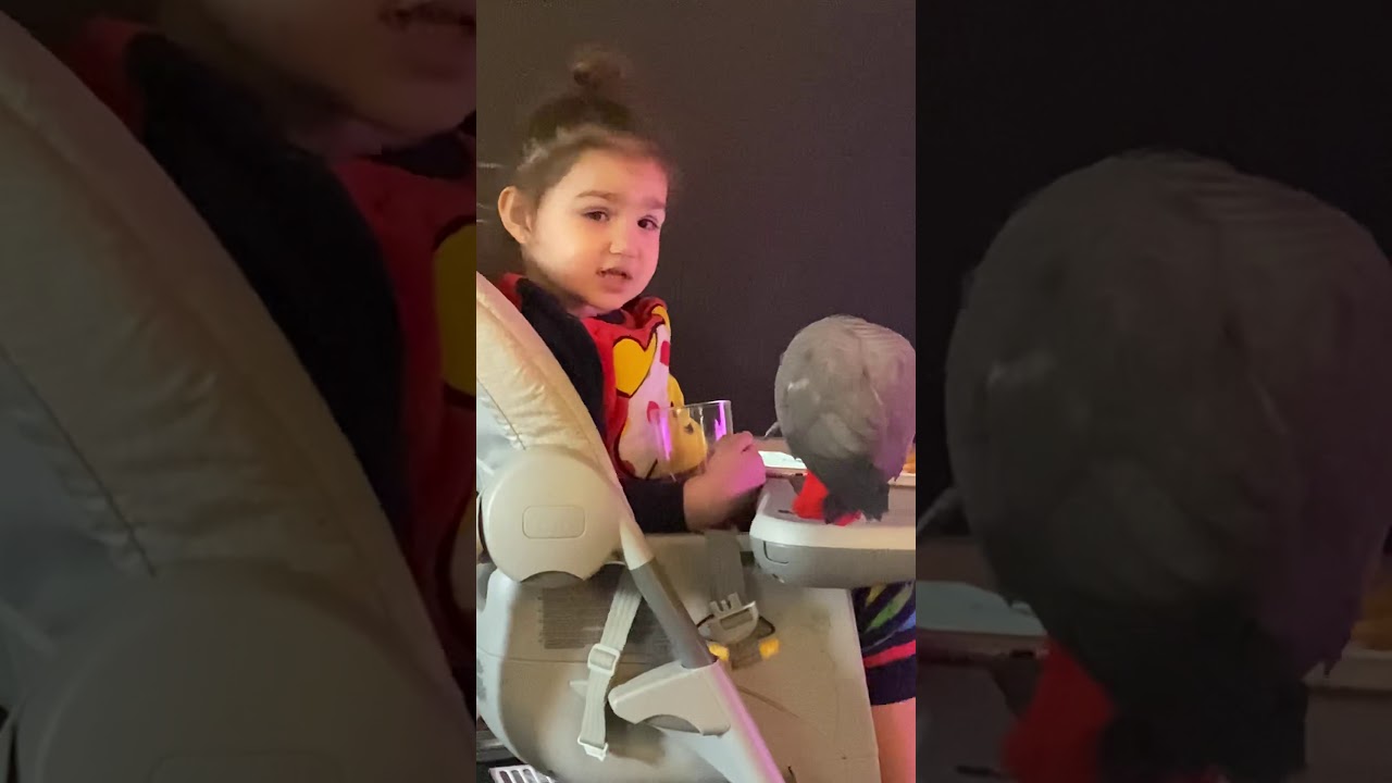 My African grey having breakfast with my granddaughter