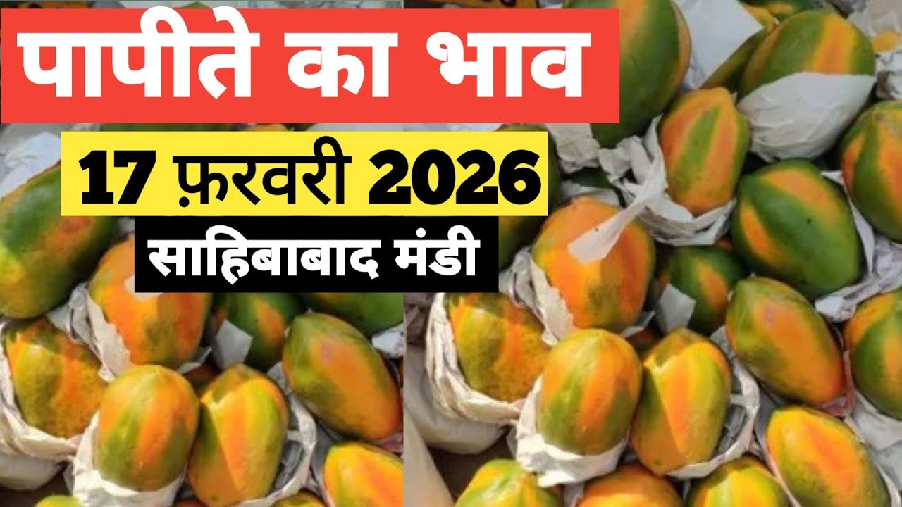 17 February 2026 पपीते का भाव साहिबाबाद मंडी | today papaya rates in sahibabad mandi delhi NCR