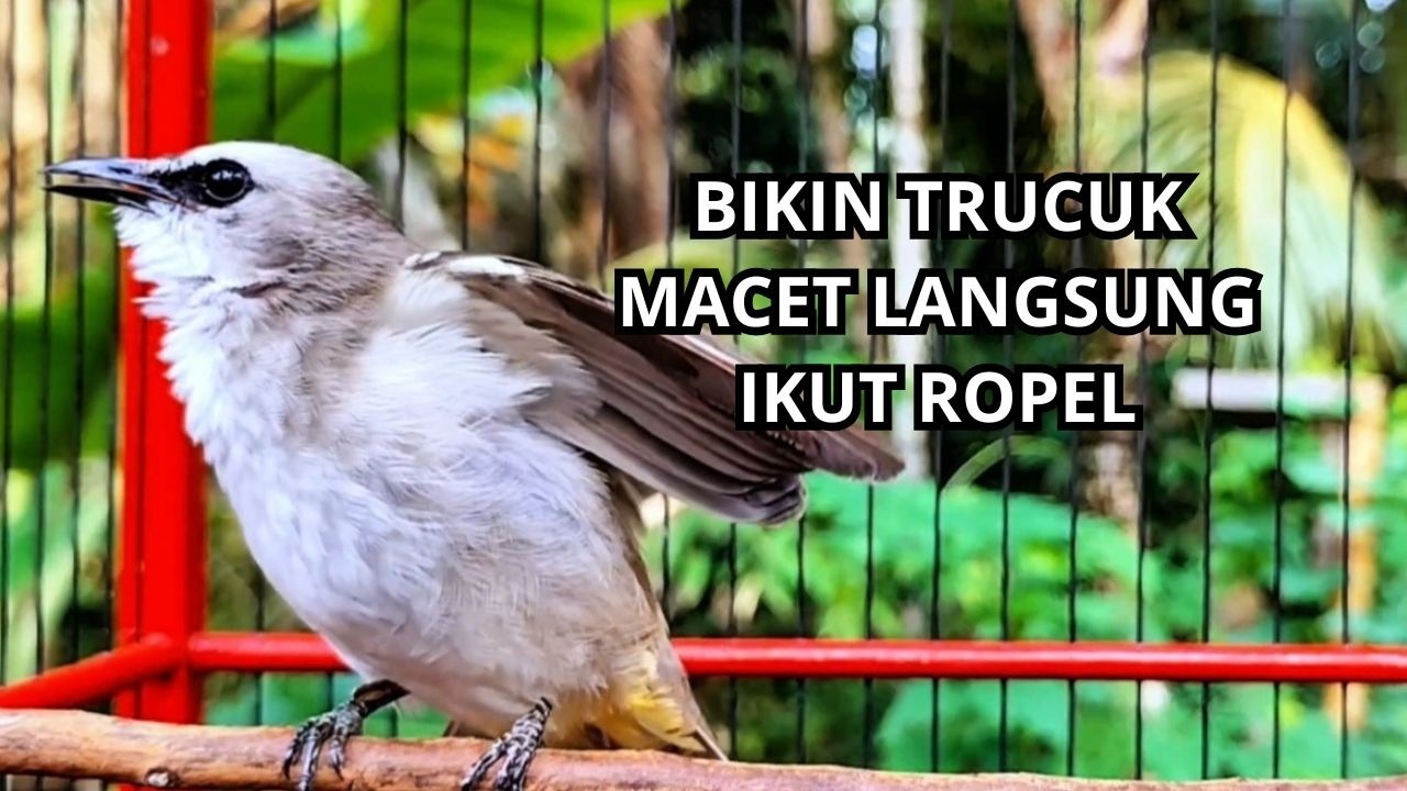 Masteran TRUCUKAN GACOR Ngalas Tarung ROPEL Paling Bagus Untuk Pancingan TRUCUK Agar Bunyi Nyaut