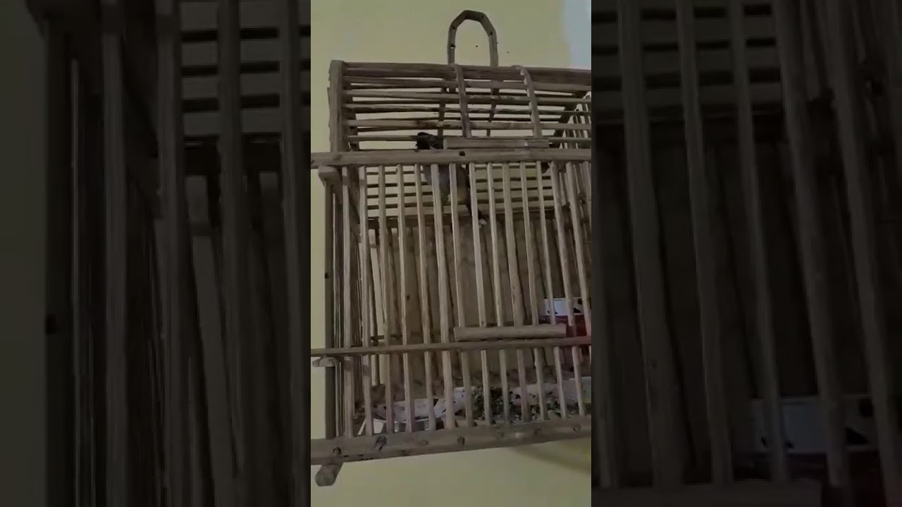 بلبل بصراوي فاوي ابو الطوال