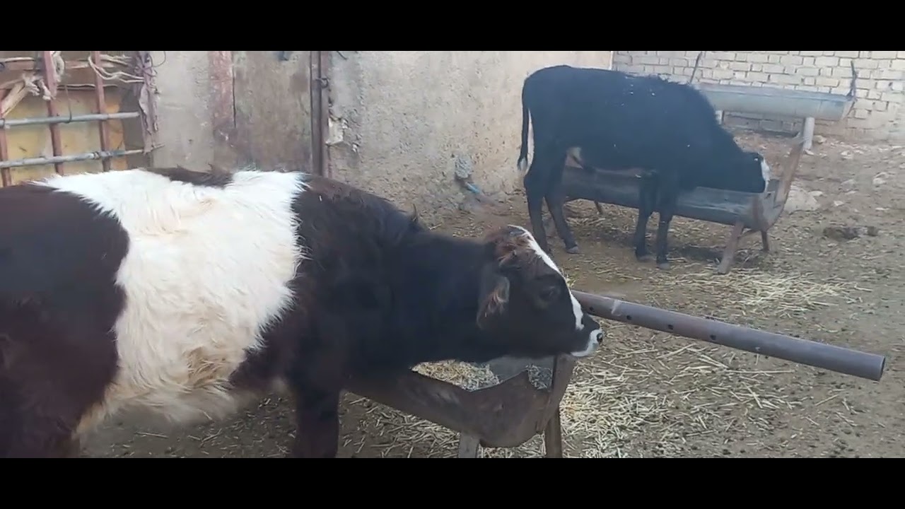 Farm Life: Baby Calves and Little Goats Playing