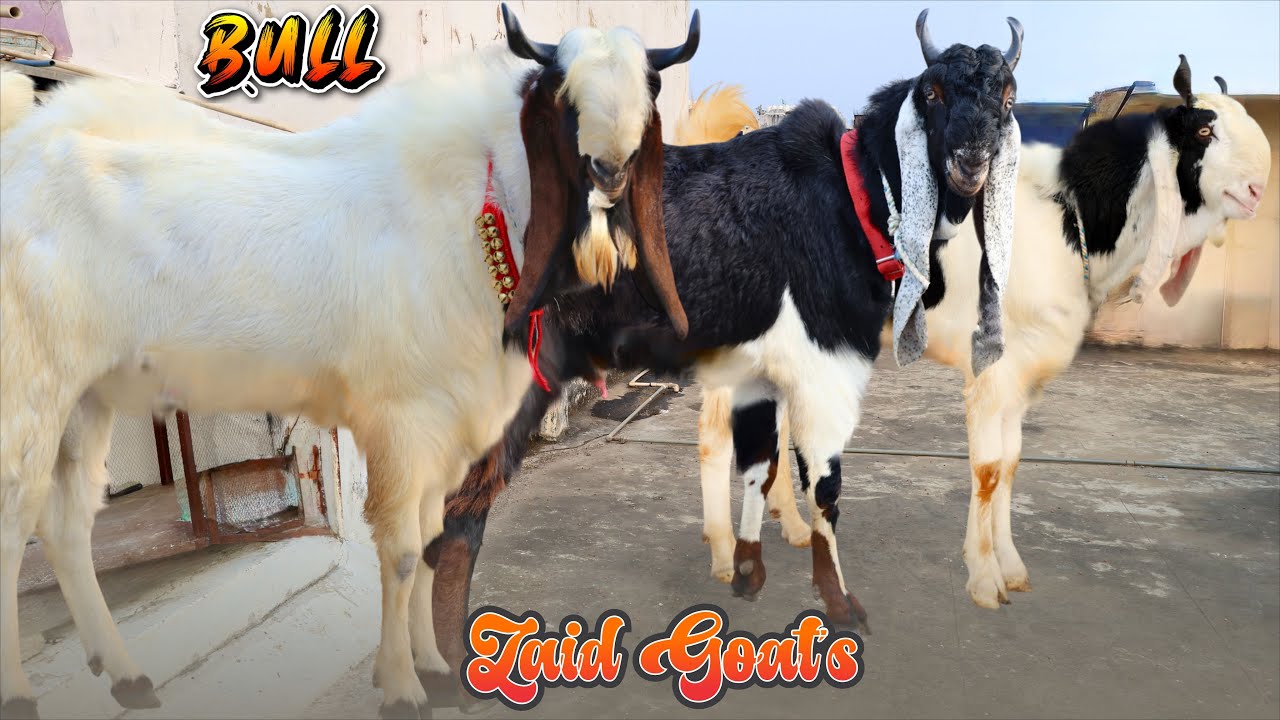 Bull Jaise Sikke Main Kota Bakre At Mahir Goat Farm