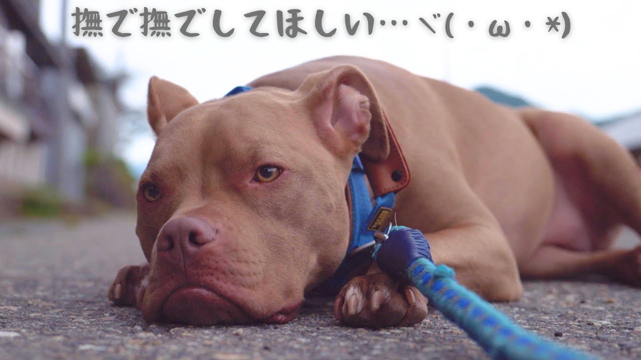 撫でてもらわないと一歩も動かないピットブルが可愛すぎる！