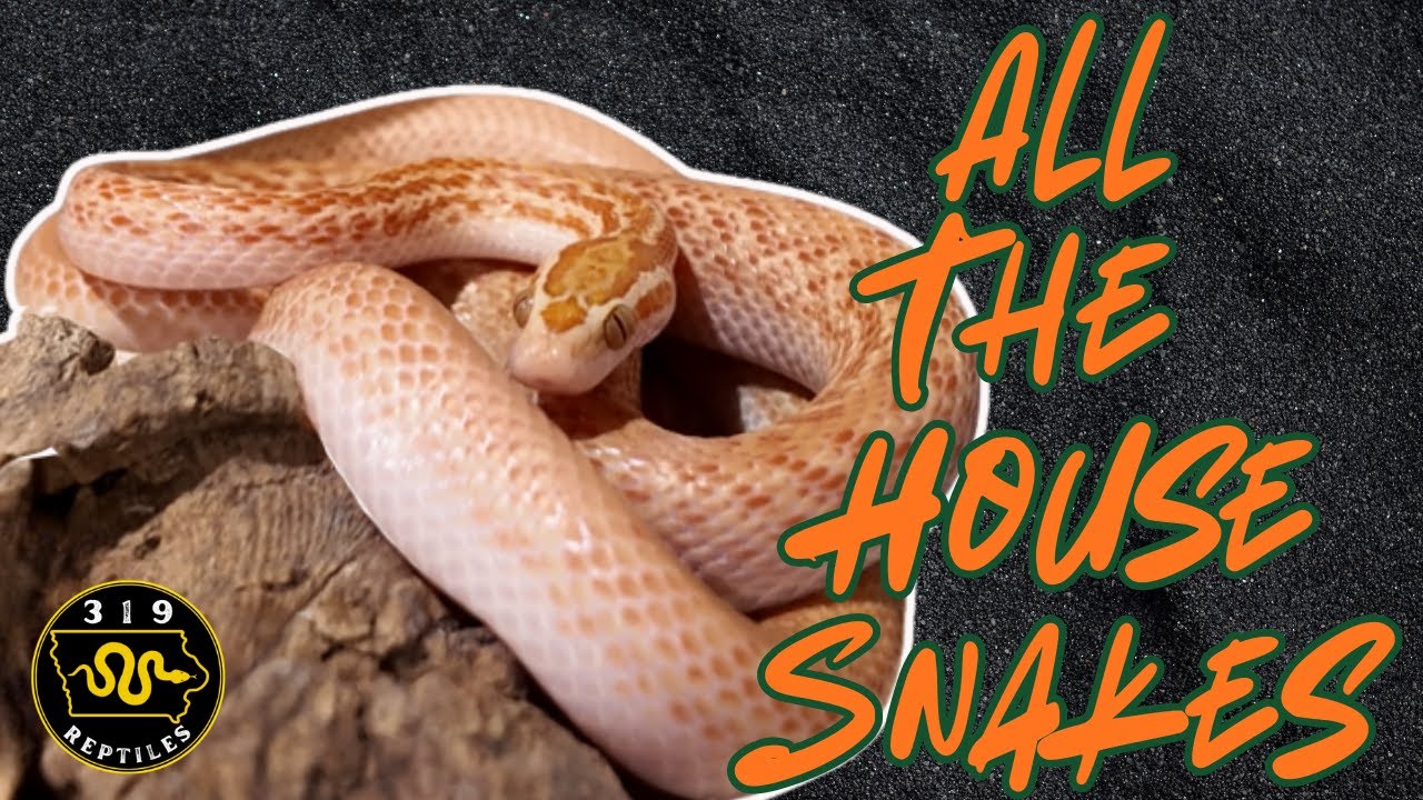 The Ultimate House Snake Collection Tour
