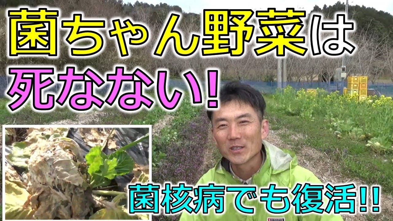 菌ちゃん野菜は死なない！菌核病にかかっても復活する！