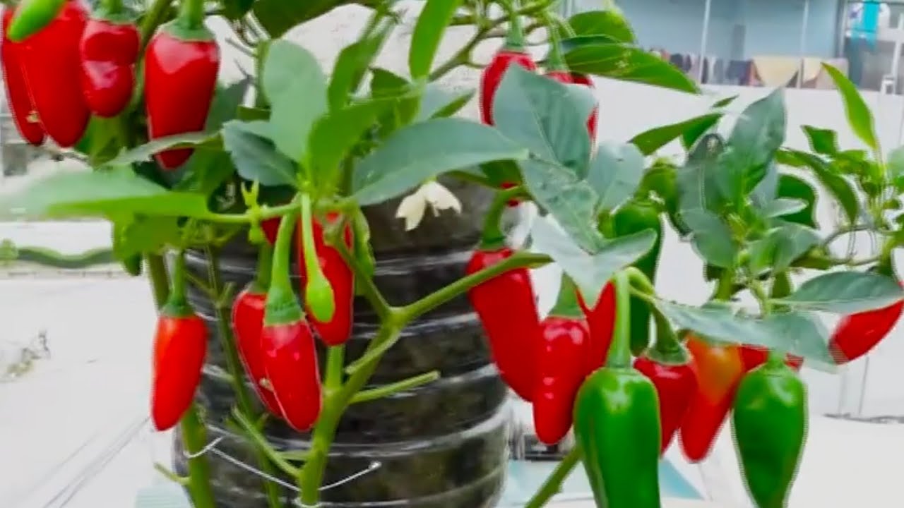 menanam cabe secara terbalik pada botol bekas || hasilnya???