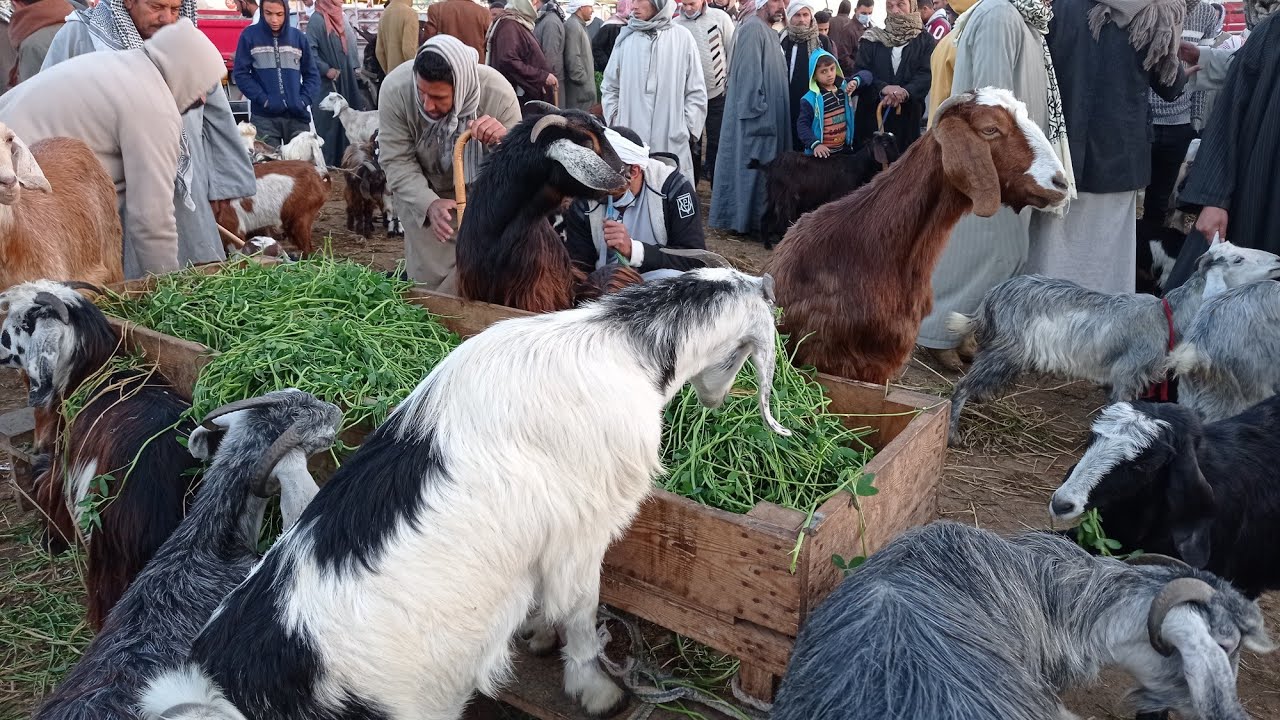 سوق الماعز فى دمنهورالدولي