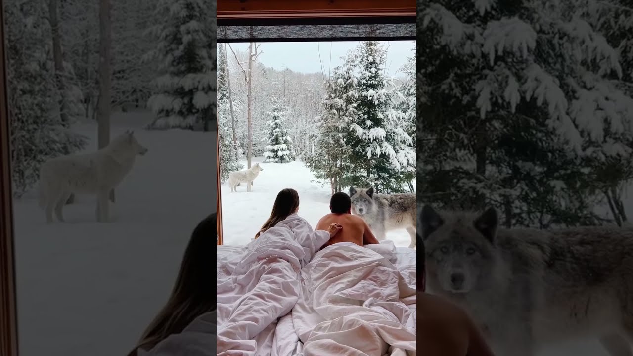 Waking up face to face with a wolf 😱😱🐺🐺Parc Omega &ldquo;Wolf Lodge&rdquo; Quebec - Canada #shorts #usa
