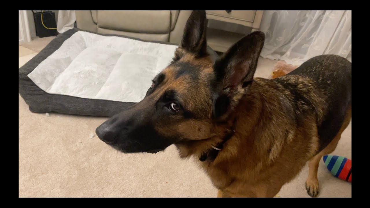 German Shepherd Talks Back
