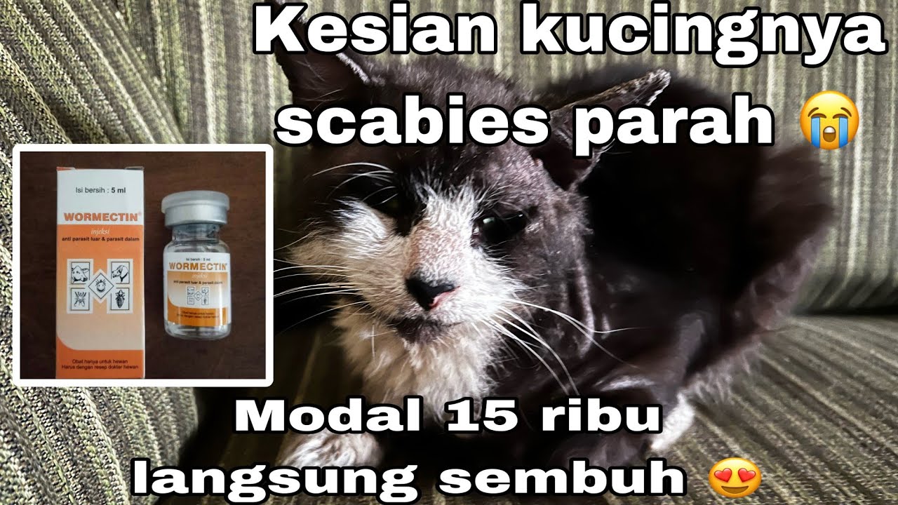 CARA MENGOBATI KUCING SCABIES | DIJAMIN AMPUH