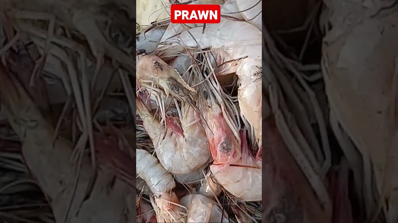 Jhinga #jhinga machli #shrimp #prawns #prawn #prawnfarming #shorts #youtubeshorts #viralshorts #fish