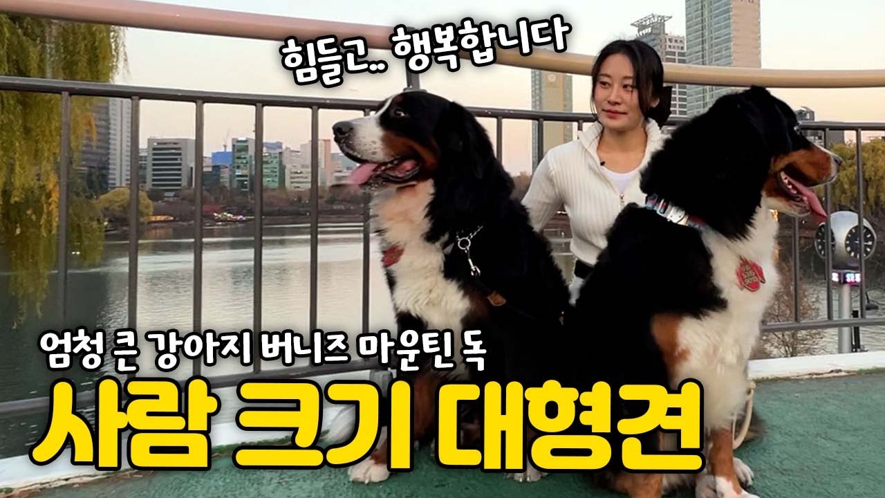 사람크기 대형견 2마리 키우는 필라테스 강사님, 석촌호수 버니즈 마운틴 독