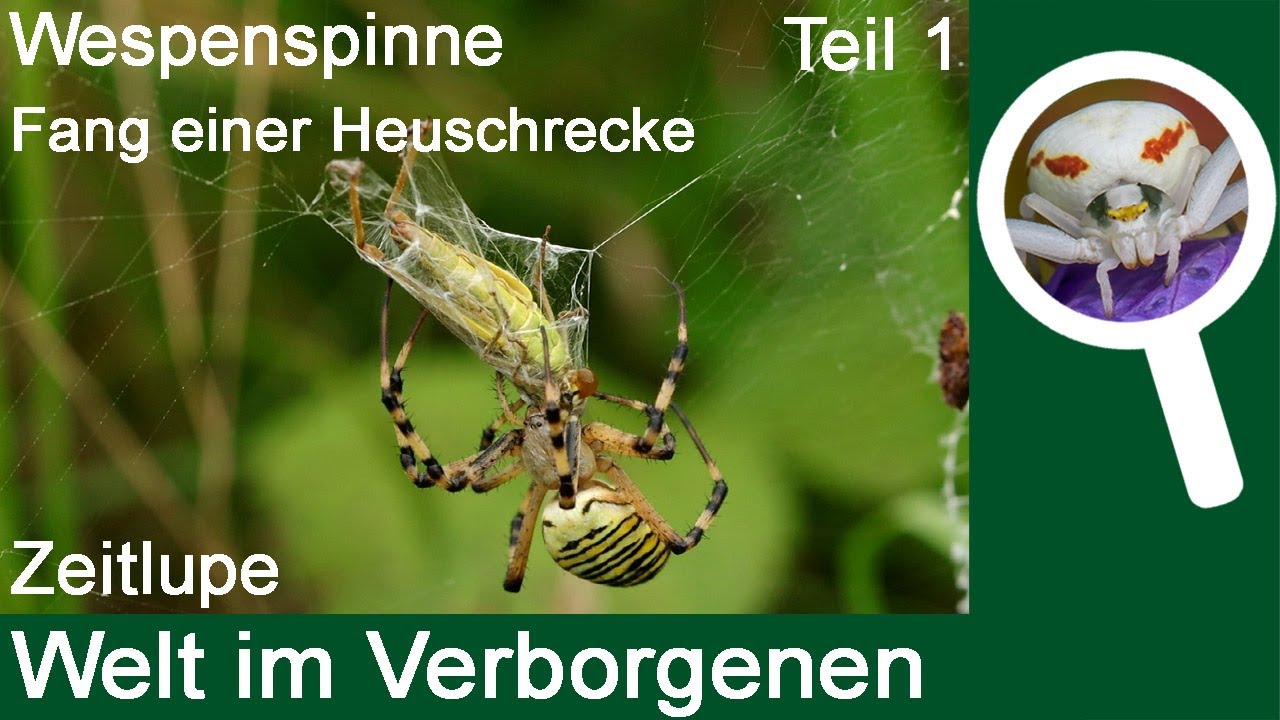 Wespenspinne (Argiope bruennichi) Fang einer Heuschrecke in Zeitlupe