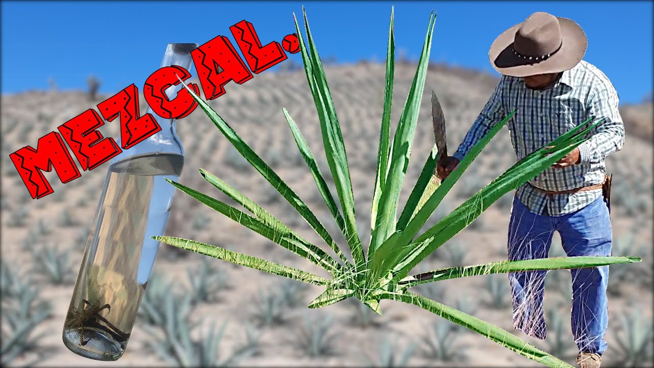 Cómo se hace el MEZCAL? conoce el proceso artesanal.