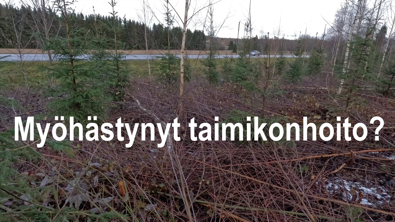 Myöhästynyt taimikonhoito?