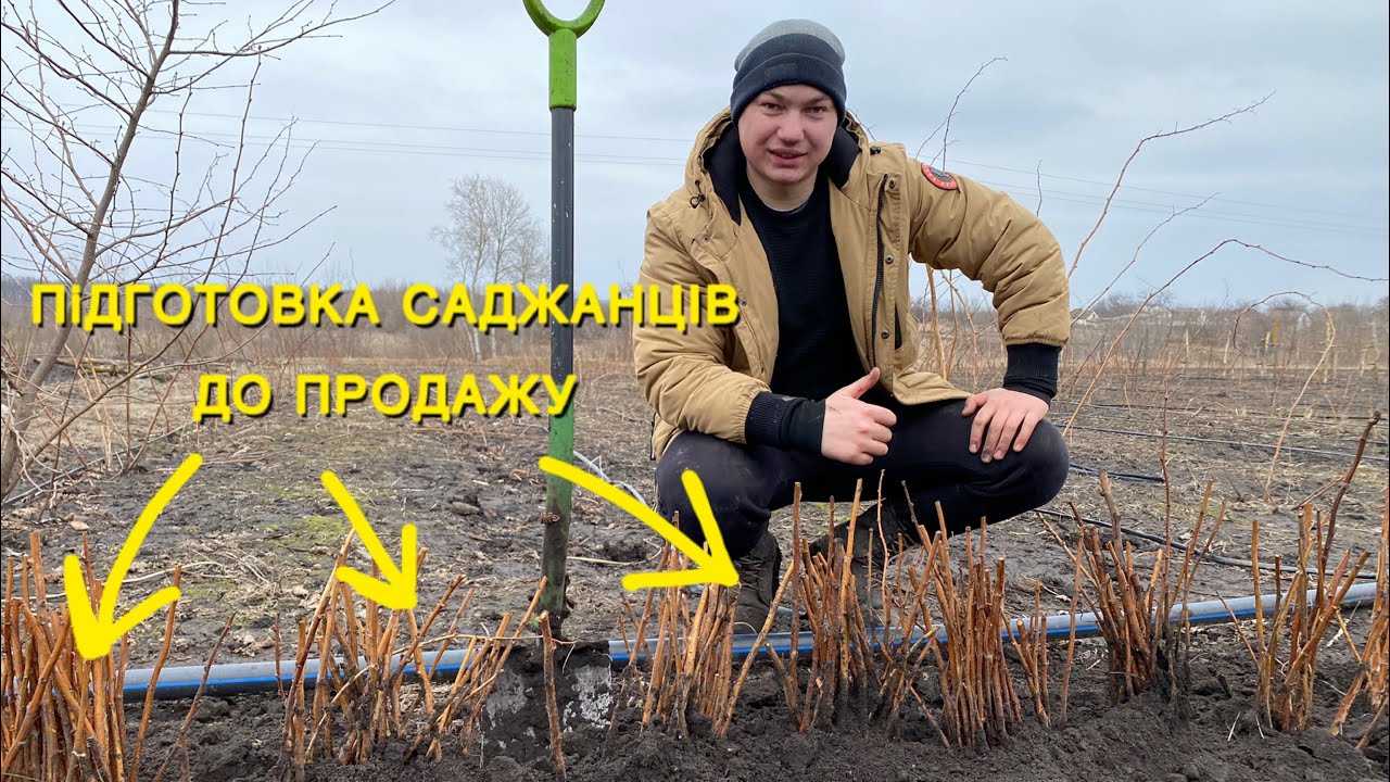 Підготовка саджанців малини на продаж. Один із способів збереження саджанців малини.