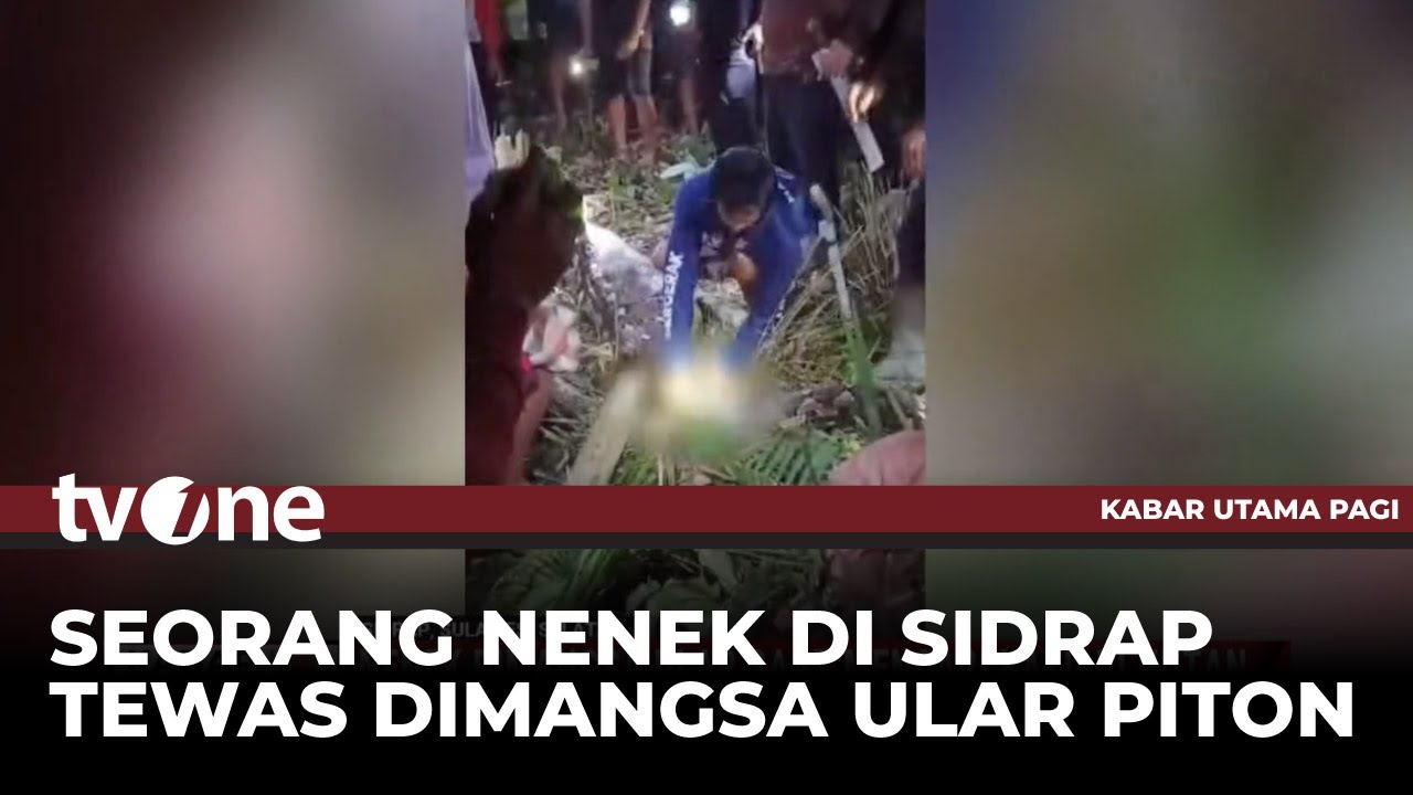 Nenek di Kawasan Sulsel Dimangsa Ular saat Mencari Kayu di Hutan | Kabar Utama Pagi tvOne