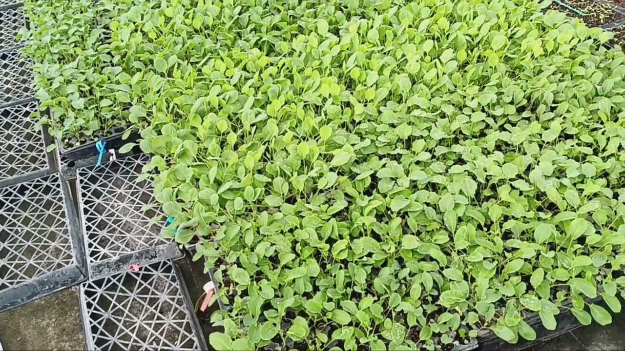 Germination and fertility in the greenhouse