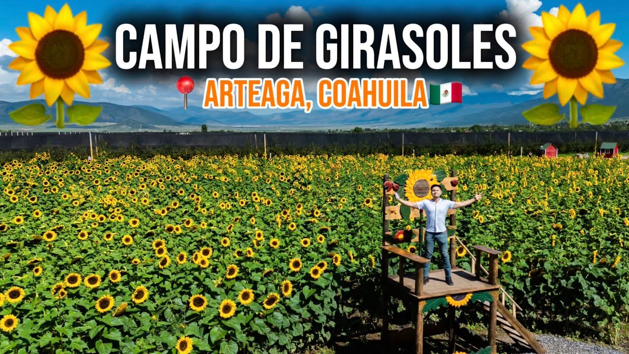 🌻NUEVO CAMPO DE GIRASOLES en Arteaga, Coahuila🌻 ¡Joya escondida!