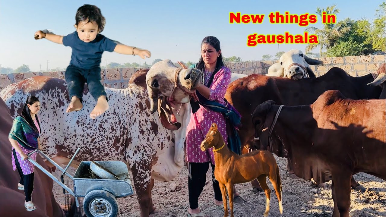 Bharti ne plan fail kiya or Gaushala me Gobar trolly se kam ho gya easy