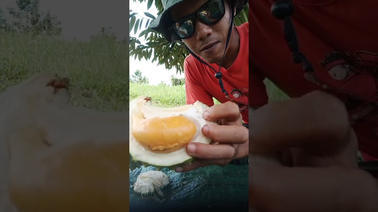 Review buah perdana blakctorn