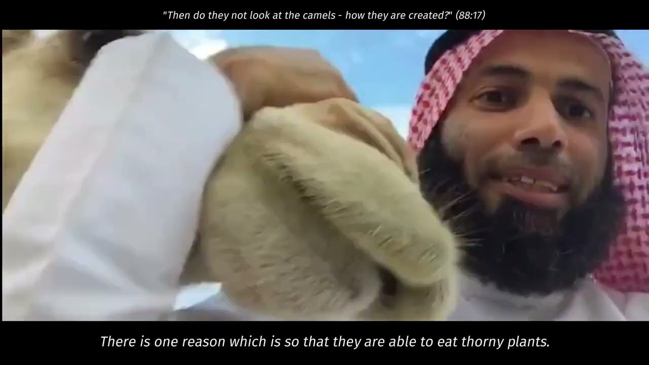 “Then do they not look at the camels - how they are created?” (88:17)