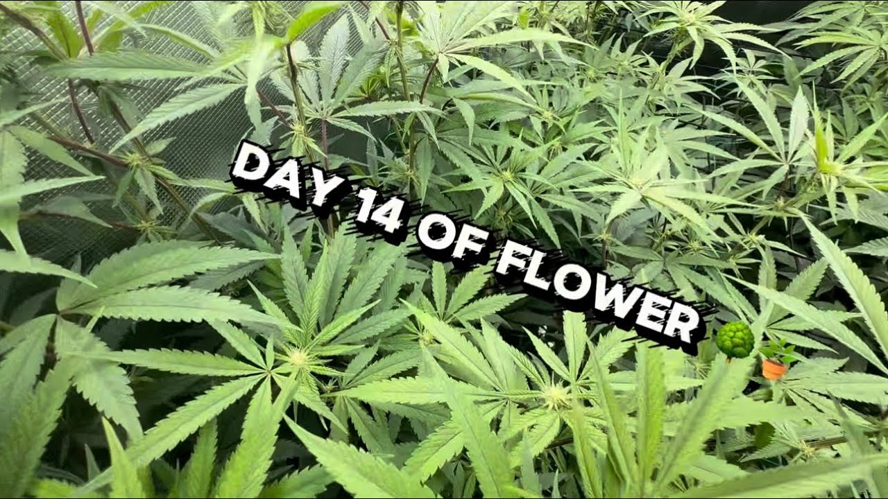Week 2 Flowering Update | Bud Sites Stacking + Stretch Still Going 💪🌱 (Day 14)