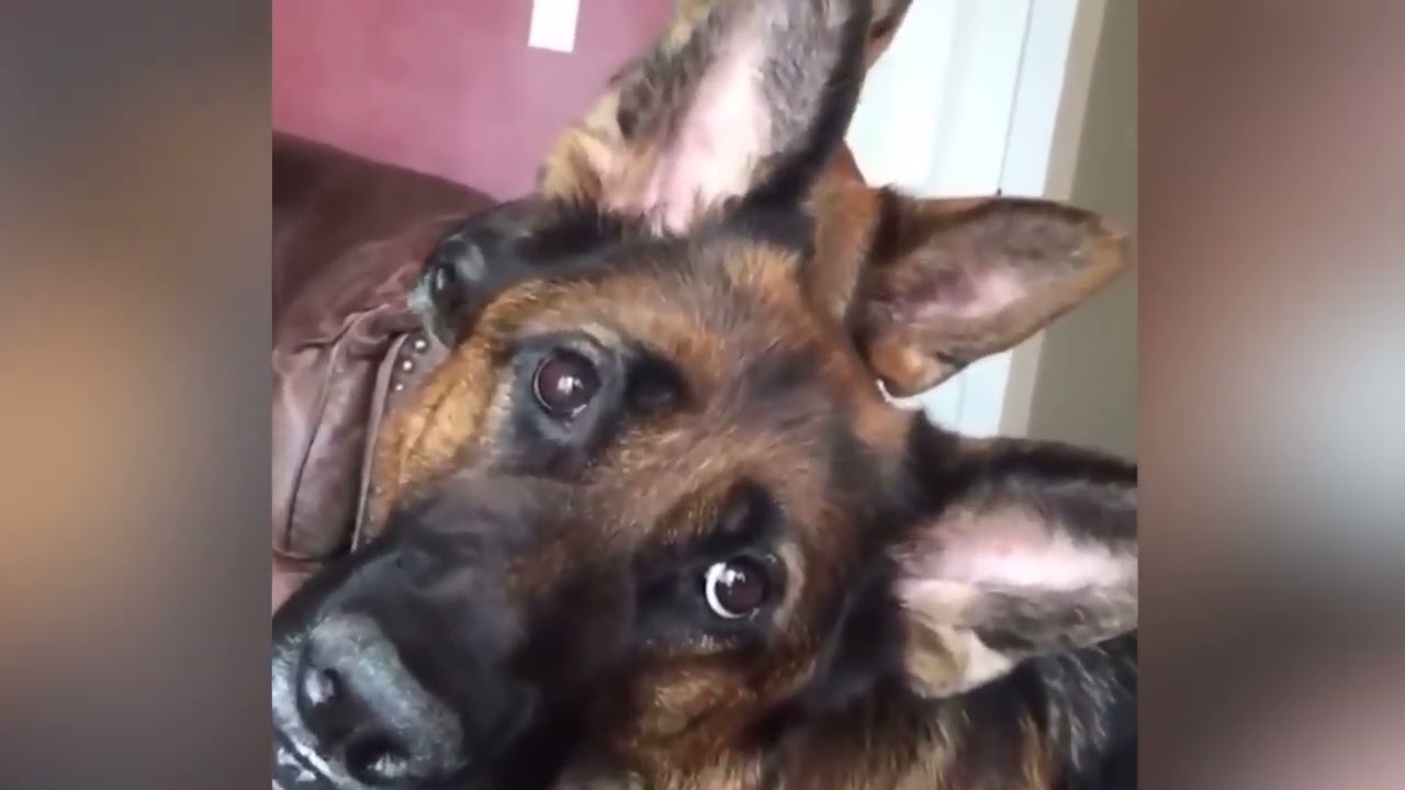 Funny videos dozing and dancing to brighten your day