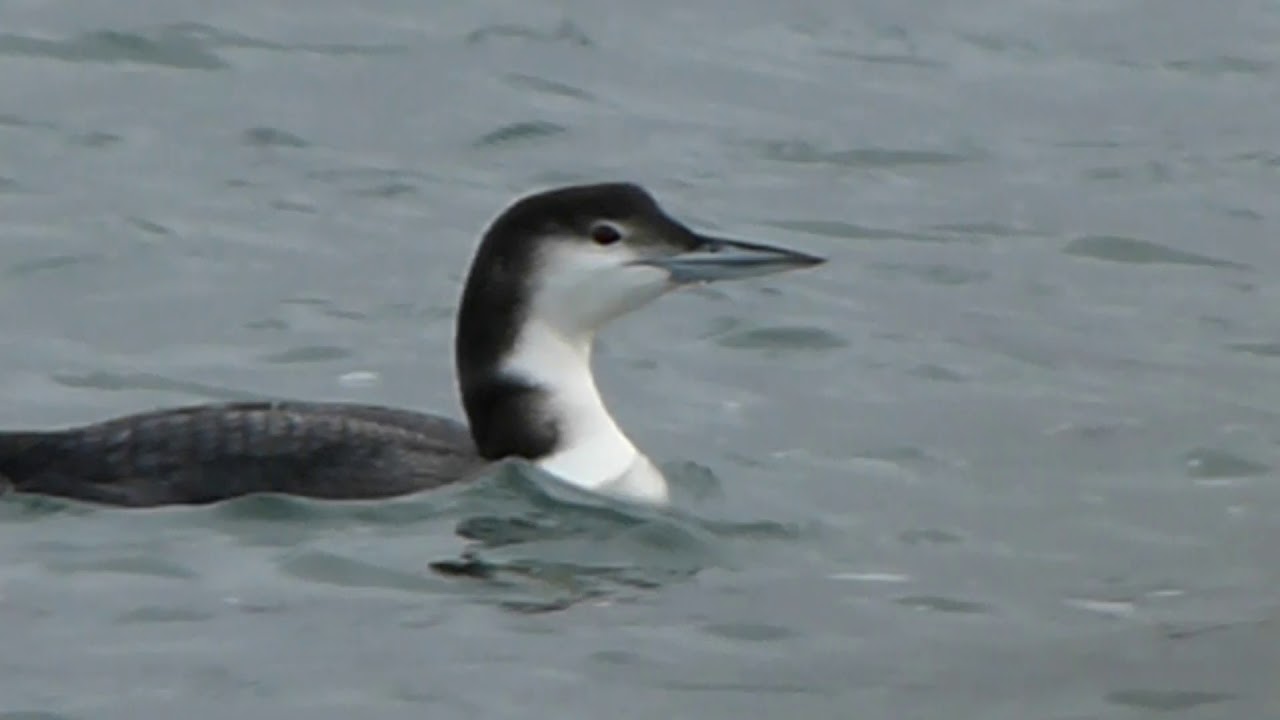 Vocal Great Northern Diver, Beara Peninsula, Ireland