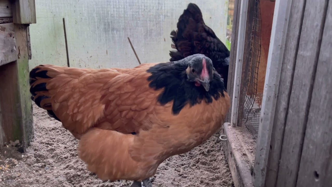 Vorwerk chickens, 17 weeks old, naturaly brood by a Barnevelder chicken.