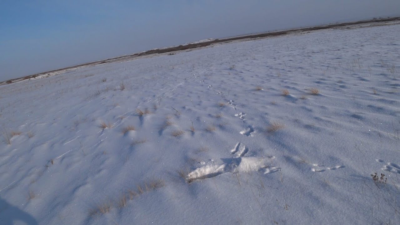 Охота на зайца 