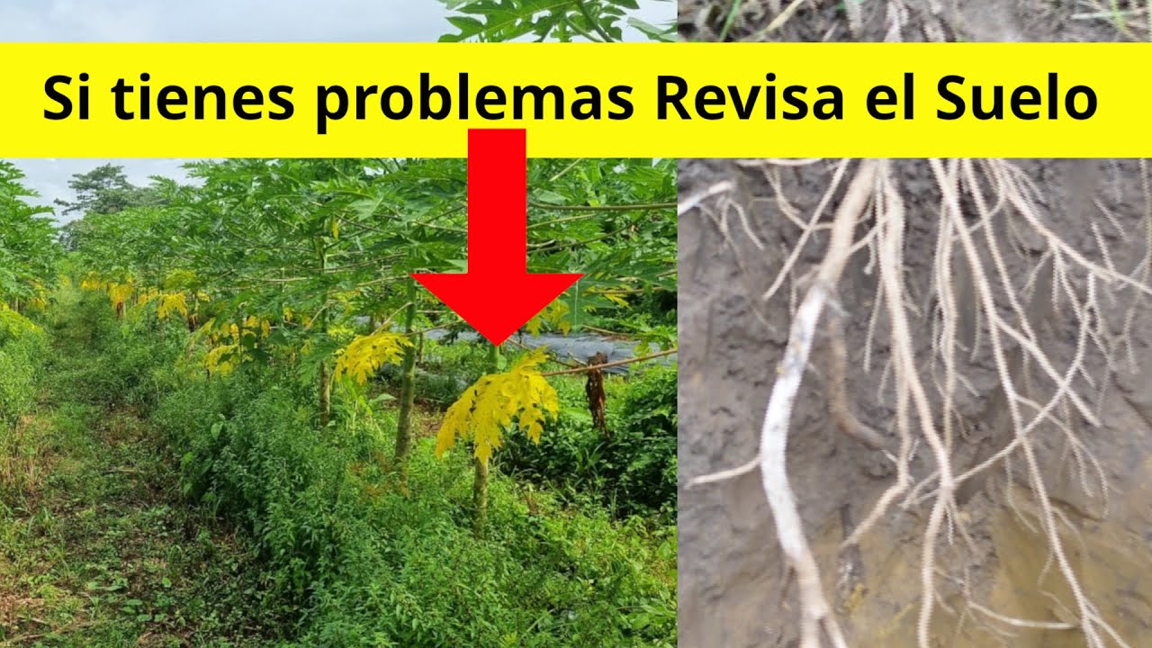 ¿Por qué mi papaya tiene hojas amarillas? (La respuesta está en el suelo con una calicata)